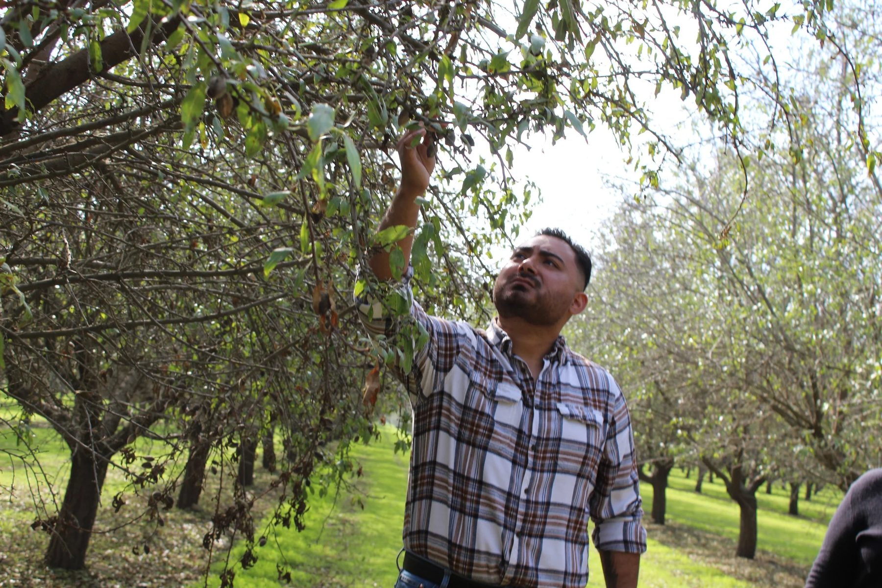 Guillermo checking fruit in an orchard.